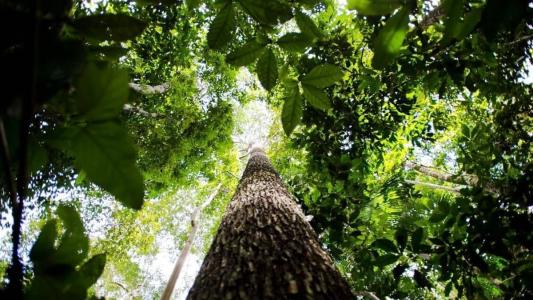 Em todo o país, 20.075 hectares (ha) do bioma foram perdidos