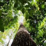 Por que Minas lidera desmatamento da Mata Atlântica? Entenda