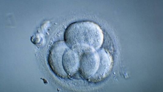 Embrião foi criado sem usar óvulo e espermatozóide, e por isso é considerado sintético