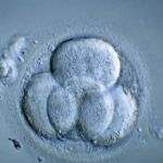 Cientistas anunciam a criação do primeiro embrião humano sintético do mundo