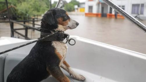 Enchente no Rio Grande do Sul - resgate animais