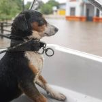 Enchente no Rio Grande do Sul: veja fotos que mostram resgate de animais 