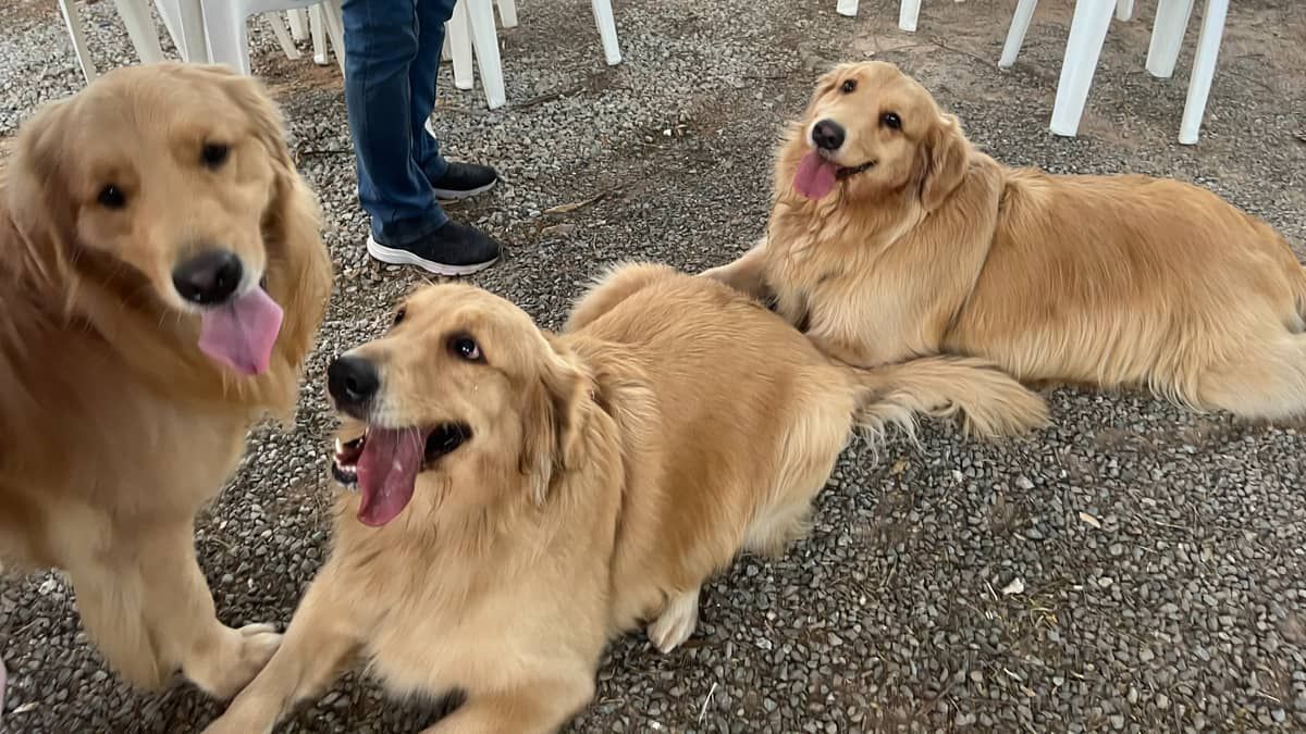 Vídeo: encontro reúne 60 cães da raça Golden Retriever em BH; veja imagens