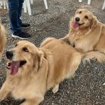 Vídeo: encontro reúne 60 cães da raça Golden Retriever em BH; veja imagens