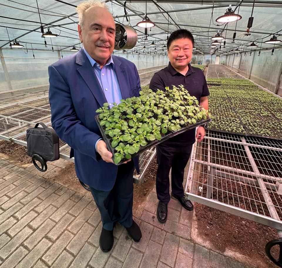 Chineses vão revolucionar o plantio mundial de arroz e batata