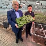 Chineses vão revolucionar o plantio mundial de arroz e batata