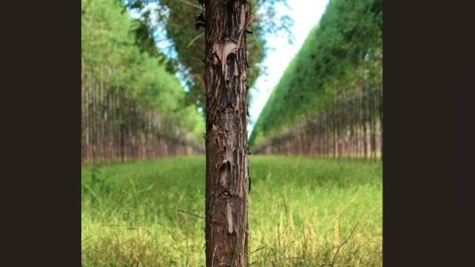 Entre as metas do Rio+Agro, estão a consolidação do Brasil como a maior potência agroambiental do mundo