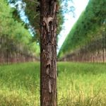 Evento internacional no Rio debaterá união do agro com o meio ambiente