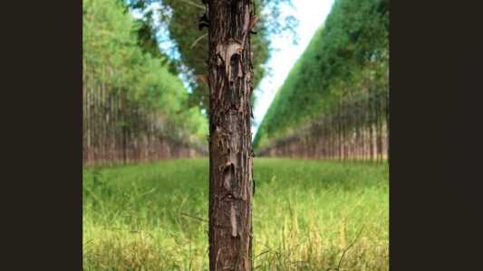 Entre as metas do Rio+Agro, estão a consolidação do Brasil como a maior potência agroambiental do mundo