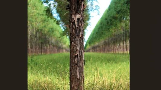 Entre as metas do Rio+Agro, estão a consolidação do Brasil como a maior potência agroambiental do mundo