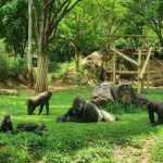 Privatização do zoológico de BH: lance mínimo é de R$ 720 mil
