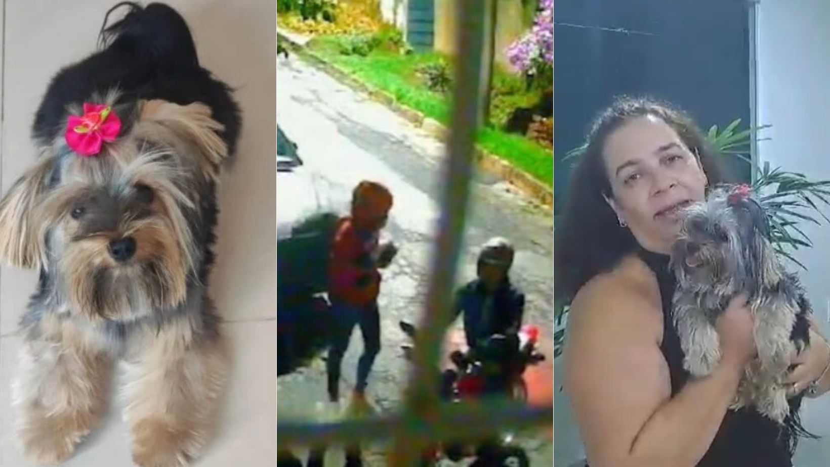 Entregador de comida por app, que encontrou cachorrinha perdida em BH, devolve animal