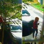 Vídeo: entregadores são suspeitos de furtar cachorrinha da raça Yorkshire em BH
