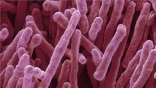 Enzima da Mycobacterium smegmatis permite criação da energia necessária para sua sobrevivência a partir do hidrogênio presente no ar