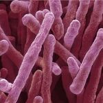 Bactéria produz eletricidade a partir do hidrogênio do ar