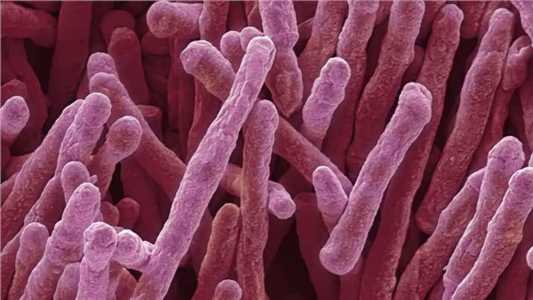 Enzima da Mycobacterium smegmatis permite criação da energia necessária para sua sobrevivência a partir do hidrogênio presente no ar