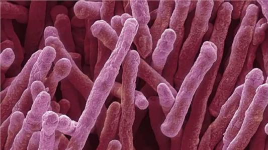 Enzima da Mycobacterium smegmatis permite criação da energia necessária para sua sobrevivência a partir do hidrogênio presente no ar