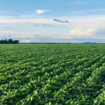 Epamig integra projeto de agricultura regenerativa em fazendas de milho e soja de Goiás 