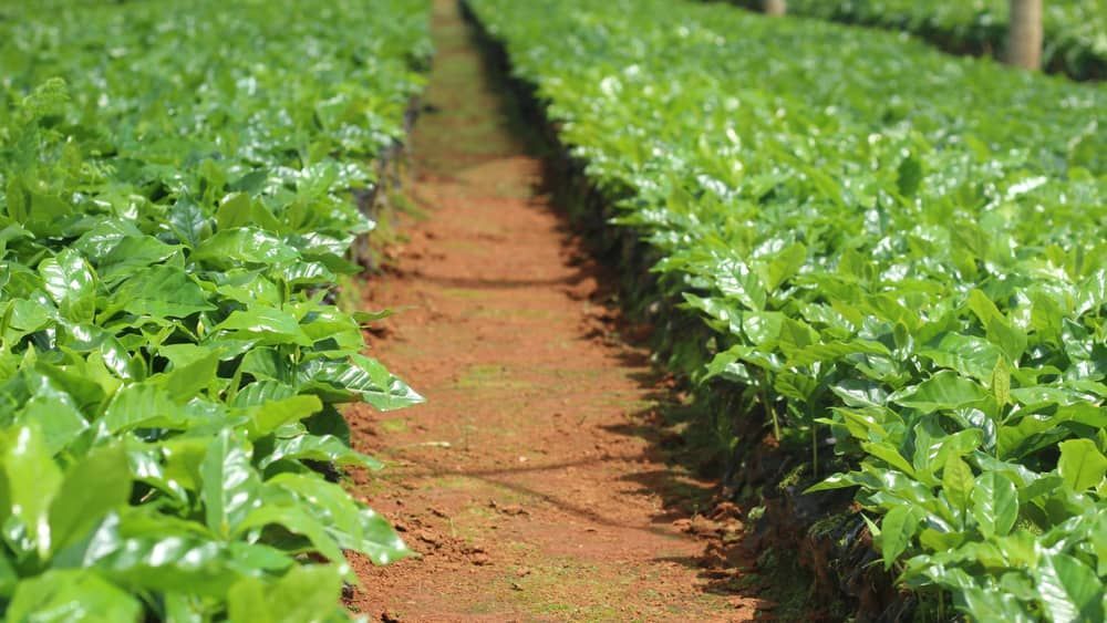 Mais produtividade: Epamig pesquisa 16 novos cultivares de café no estado
