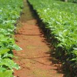 Mais produtividade: Epamig pesquisa 16 novos cultivares de café no estado