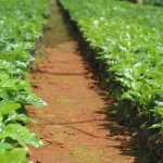Mais produtividade: Epamig pesquisa 16 novos cultivares de café no estado