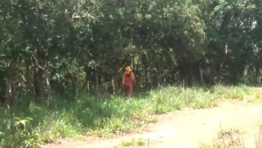 Equipes de busca em capo nesta semana