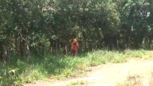Equipes de busca em capo nesta semana