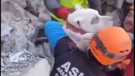 Equipes de resgate abraçaram o cachorro