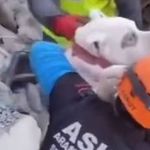 Vídeo: cão é resgatado com vida dos escombros três semanas após terremoto na Turquia