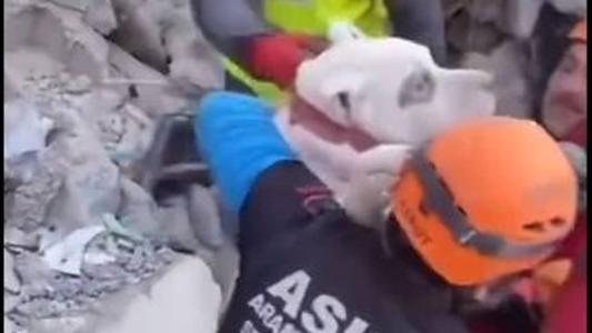 Equipes de resgate abraçaram o cachorro