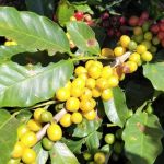 Parceria entre Fapemig e Satis deverá colocar no mercado novo fertilizante para o café  