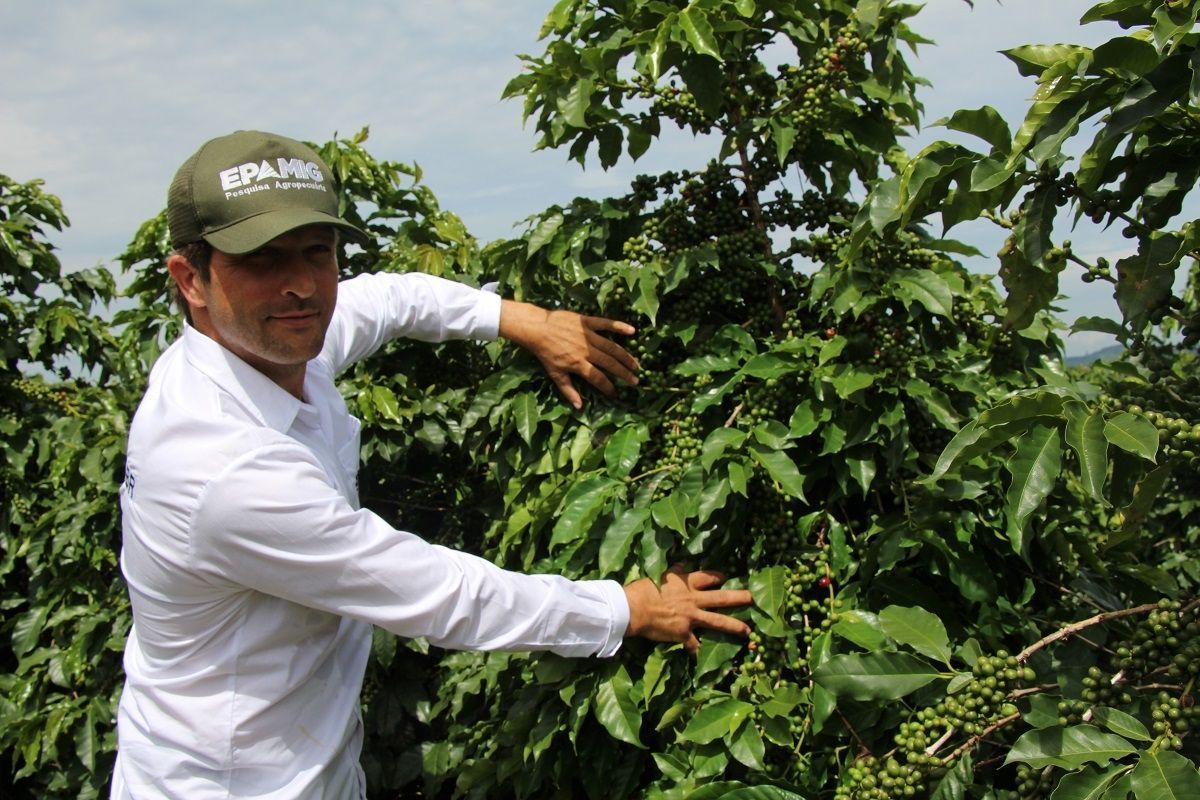 Melhoramento genético impulsiona qualidade e produtividade do café mineiro