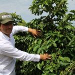 Melhoramento genético impulsiona qualidade e produtividade do café mineiro