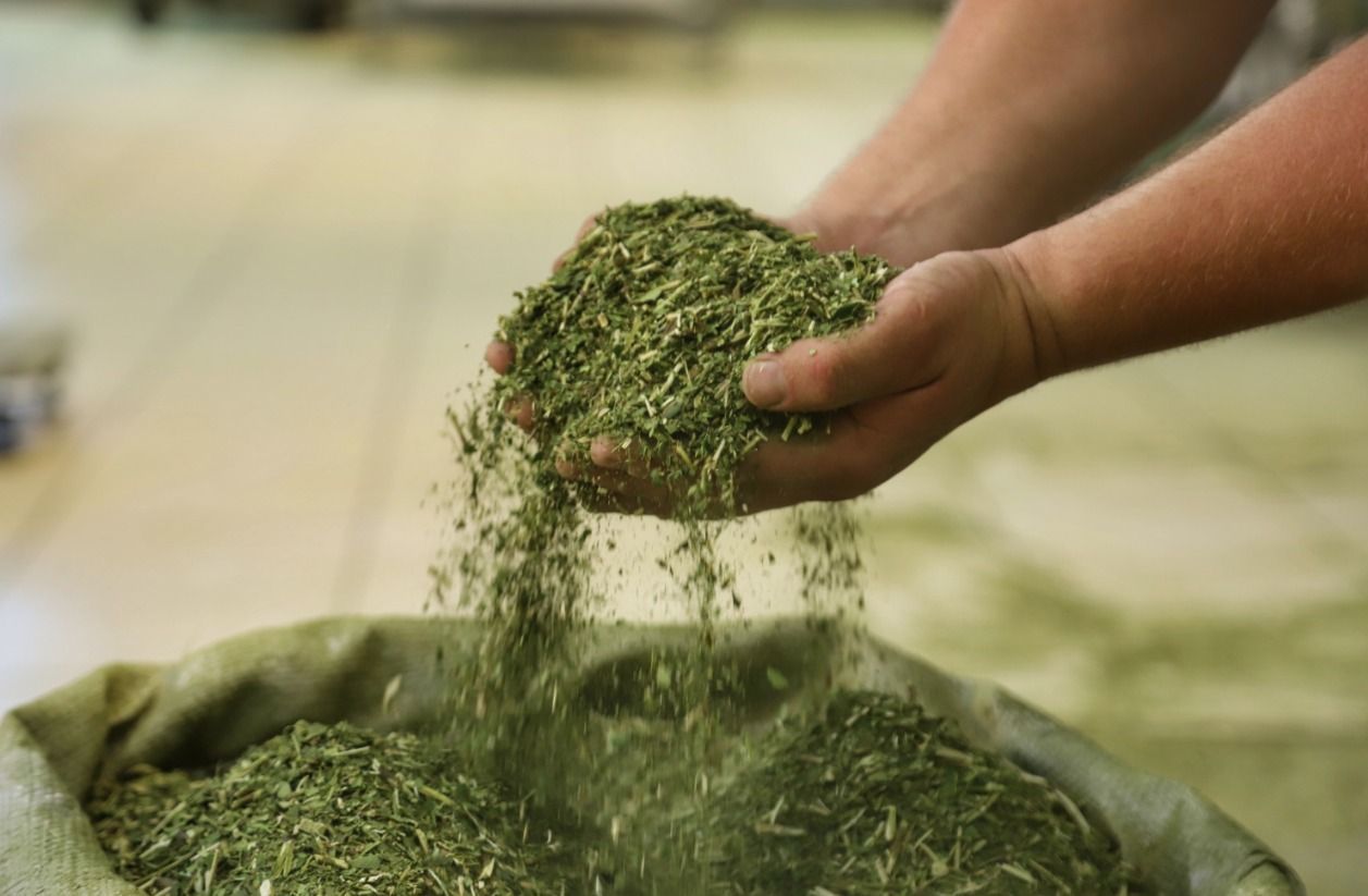 Embrapa cria ferramenta para calcular estoque de carbono na produção de erva mate
