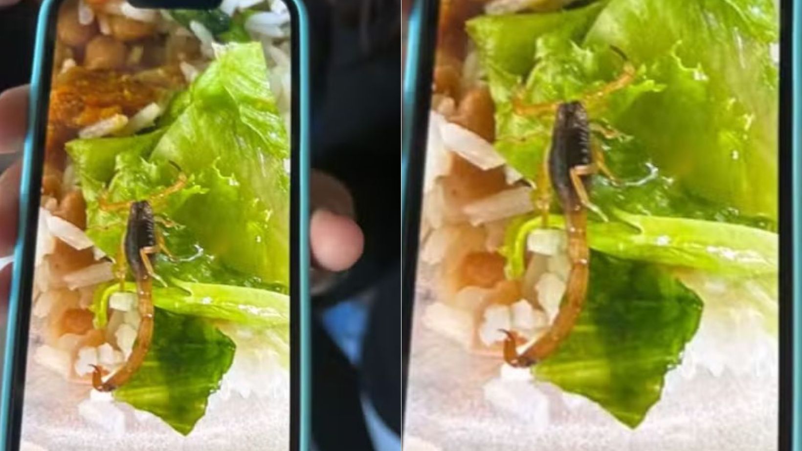 Escorpião é encontrado em merenda escolar no interior de São Paulo