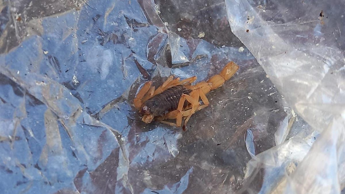 O que fazer e o que evitar ao encontrar um escorpião em casa
