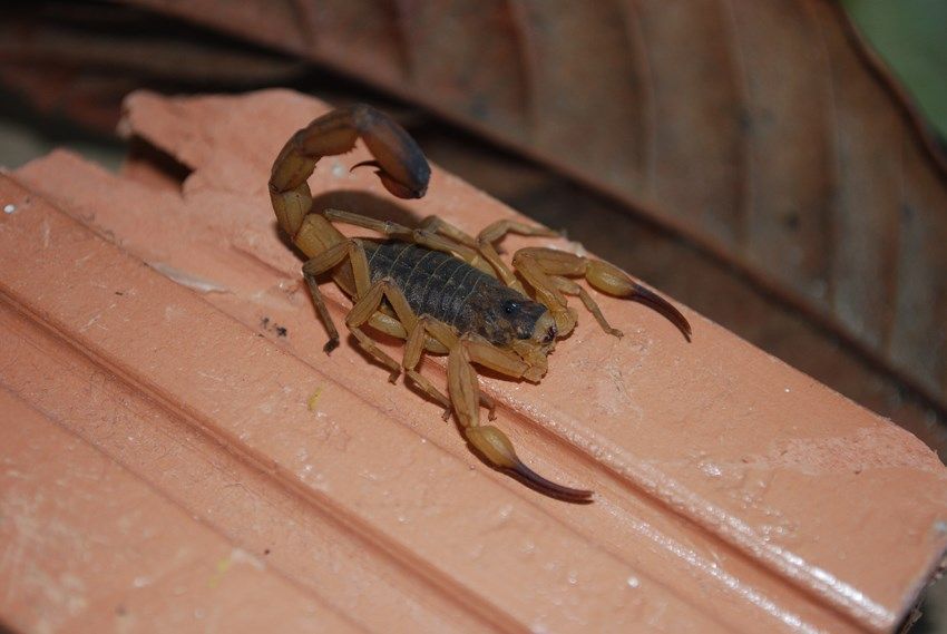 Chuvas e calor intenso elevam risco de acidentes com animais peçonhentos; Saiba como se prevenir