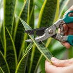 Nem semanalmente, nem mensalmente: quando e por que podar sua espada-de-São-Jorge