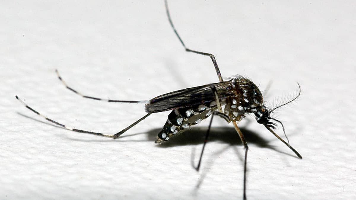 Belo Horizonte pode viver explosão de casos de dengue este ano; entenda 