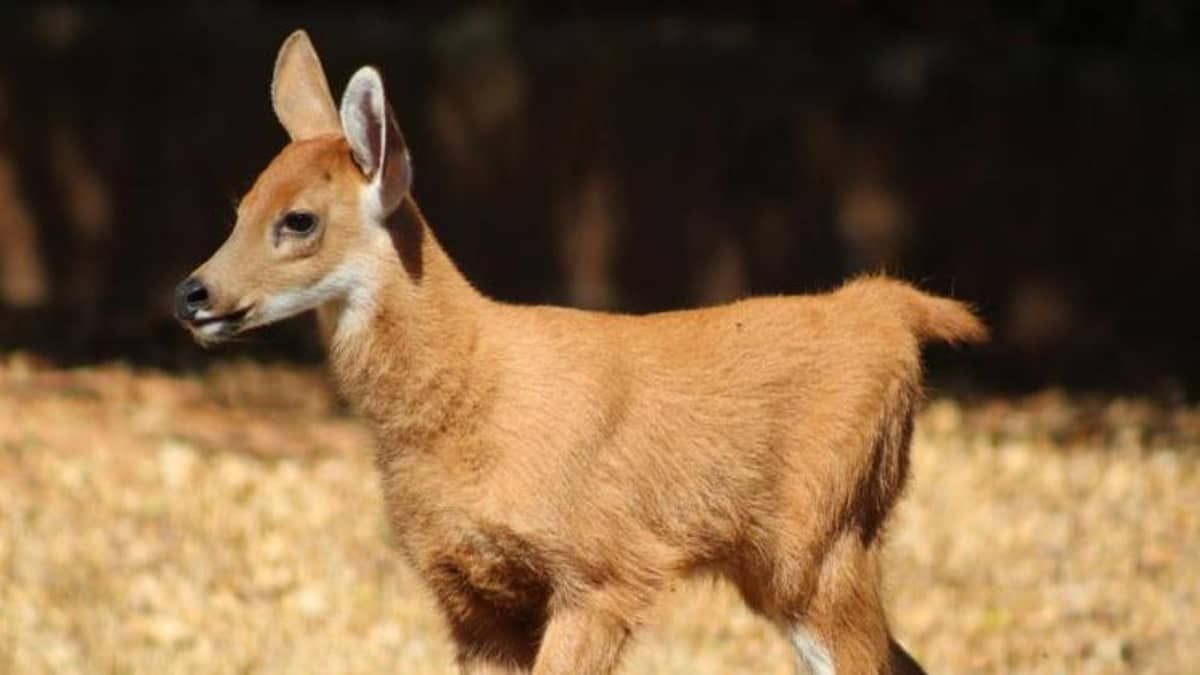 Cervo-do-pantanal nasce no Zoológico de Belo Horizonte e recebe nome de 'Anaquim' 