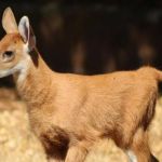 Cervo-do-pantanal nasce no Zoológico de Belo Horizonte e recebe nome de 'Anaquim' 