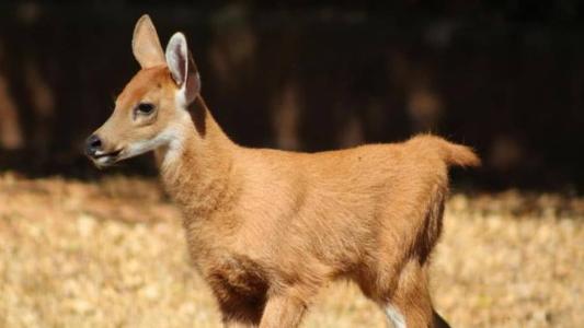 Espécie é nativa do Brasil e o cervo-do-pantanal é o caçula da família