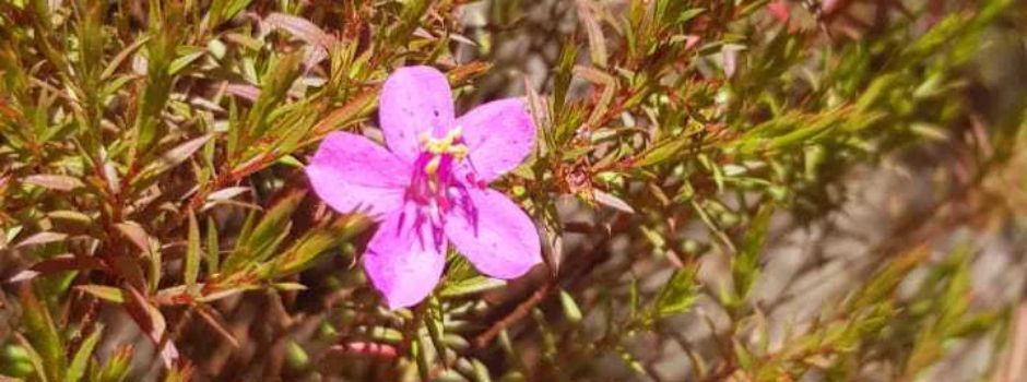 Pesquisa descobre nova espécie de flor no Parque Estadual da Serra do Rola-Moça, em Minas