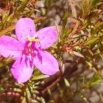 Nova espécie da flora brasileira é encontrada em Minas