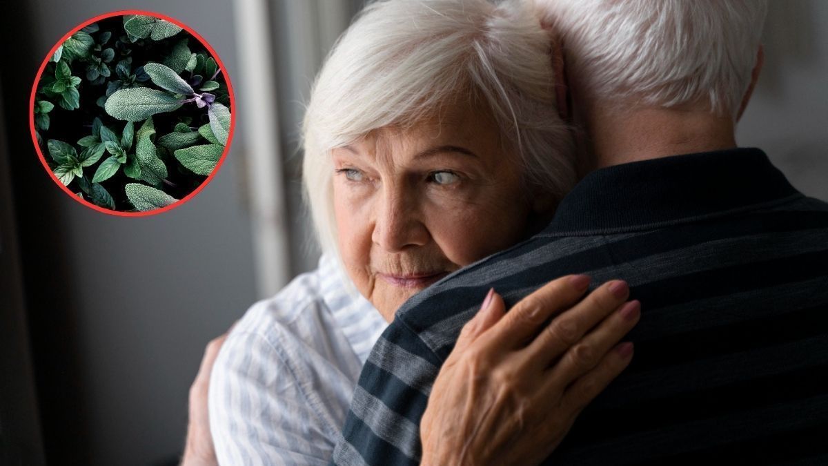 Alzheimer: a erva sagrada que ajuda a dormir, reduz o estresse, previne a deterioração neuronal e alivia as dores do corpo