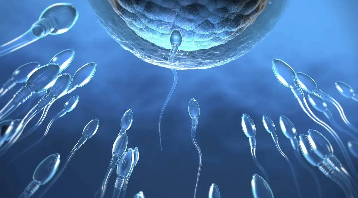 Estudo brasileiro indica que espermatozoides têm comportamento parecido com o de células do sistema imunológico