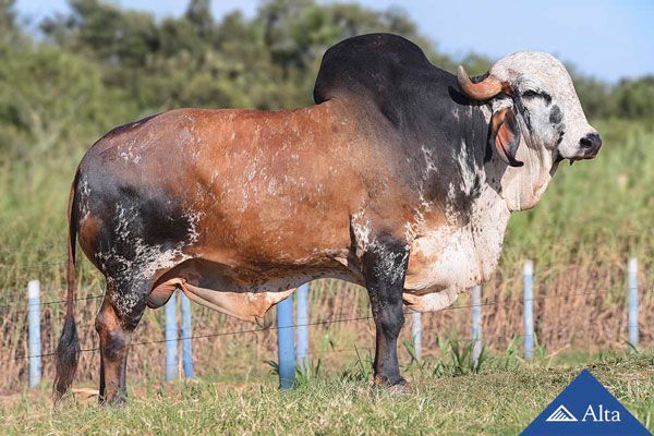 Quarenta mil doses de sêmen bovino são vendidas para a Índia, em transação comercial inédita