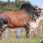 Quarenta mil doses de sêmen bovino são vendidas para a Índia, em transação comercial inédita