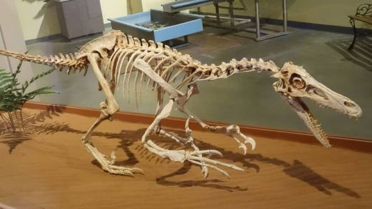Esqueleto de velociraptor exposta em museu de Colorado, nos EUA