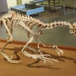 Nova espécie de dinossauro carnívoro é descoberta no interior de São Paulo; entenda